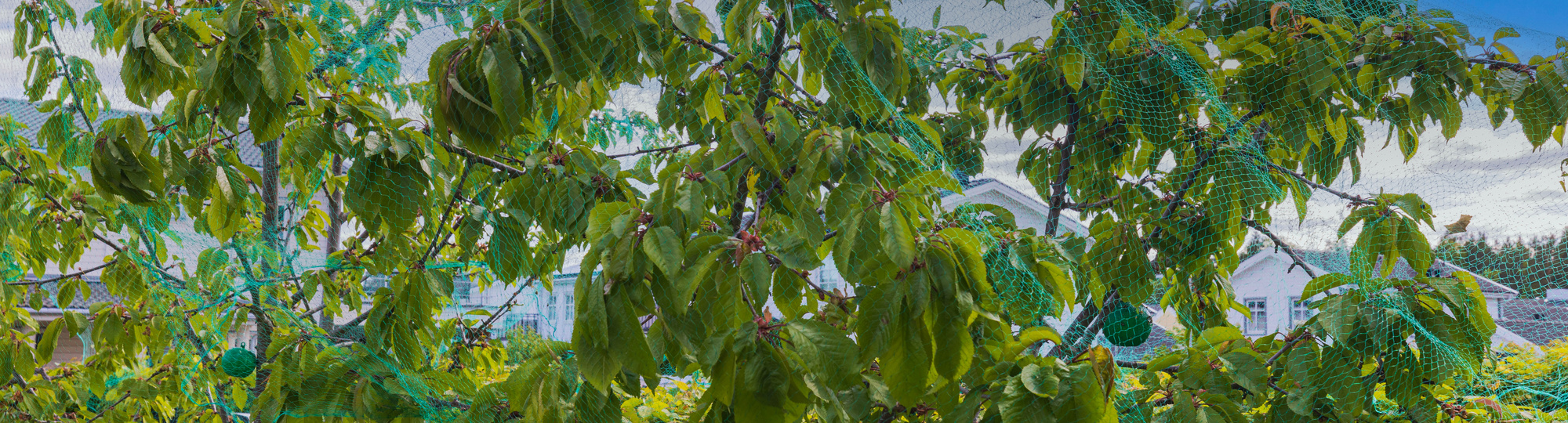 Kirschbäume mit Schutznetz vor blauem Himmel