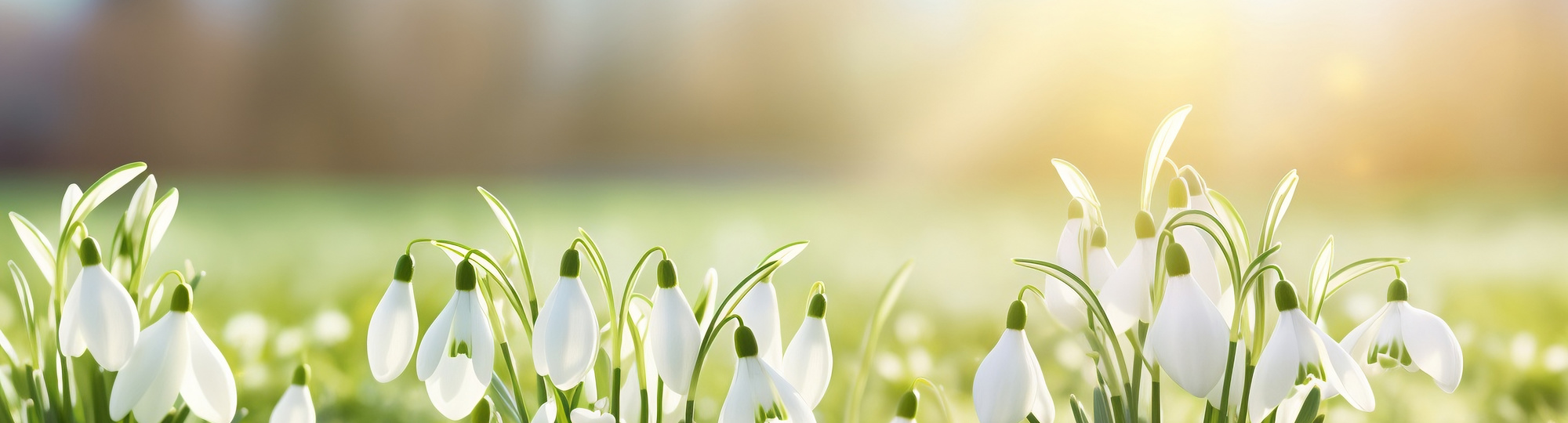 Weiße, frische Schneeglöckchen (Galanthus) auf einer grünen Wiese im sonnigen Garten, Frühlingshintergrund zu Ostern.
