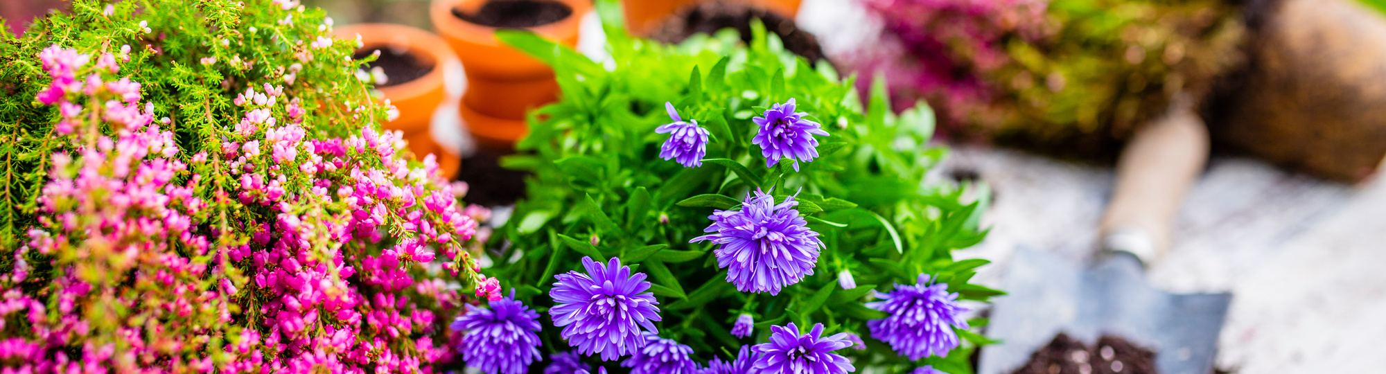 Heidekraut und Herbstsetzlinge zum Einpflanzen in den Garten.